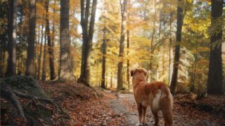 スピッツ ミックスボイスの感覚を掴んで 独学習得 スピッツの曲紹介も