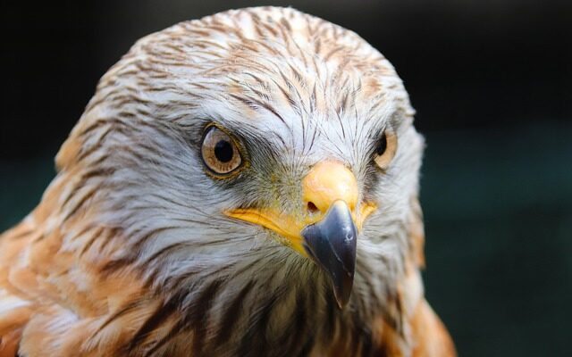 an image of hawk I mentioned above