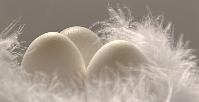 綿毛に守られる卵のような心