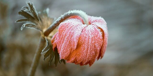 an image of cold flower
