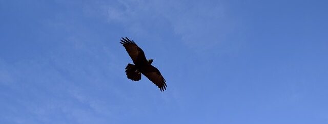 黒い翼で空を舞うイメージ