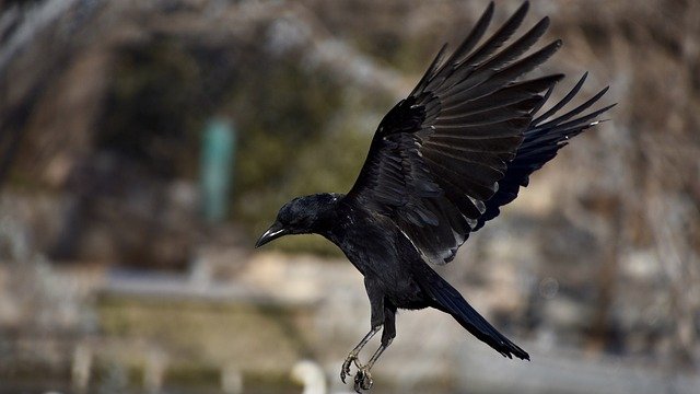 an image of black wing