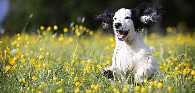 幸せを体で表現する犬のイメージ