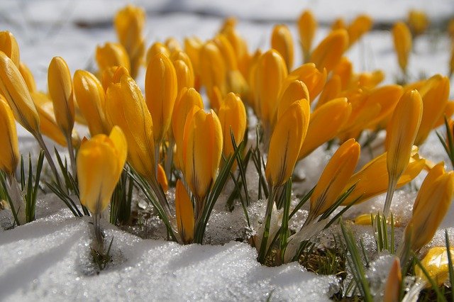 冷たい冬の季節に咲く、温かな黄色い光のイメージ