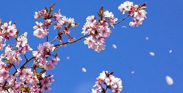 春風に舞う花びらのイメージ