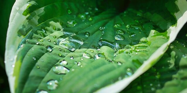 光輝いた雨上がりの緑のイメージ