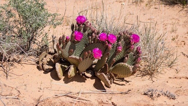 砂漠の花のイメージ
