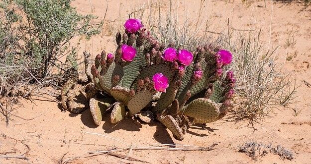 砂漠の花のイメージ