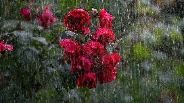 土砂降りの大雨の中、心に咲いた恋の花を大切にするイメージ