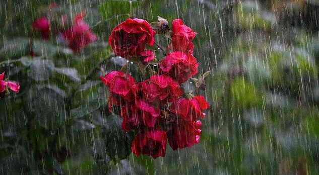 土砂降りの大雨の中、心に咲いた恋の花を大切にするイメージ