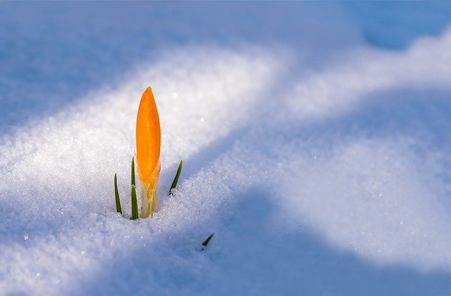 「つぐみ」に感じる冬と春を両立するイメージ