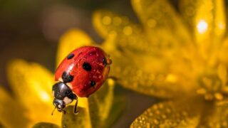 「花と虫」のイメージ
