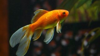 金魚のイメージ