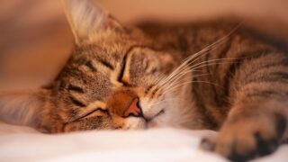 穏やかに眠る猫のイメージ