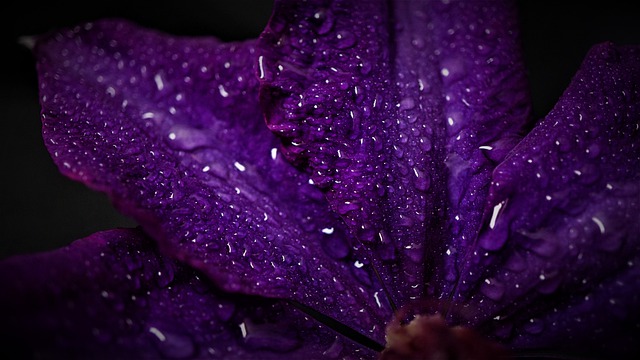 曲に感じる紫色のイメージ
