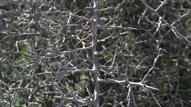 「トゲトゲの木」のイメージ